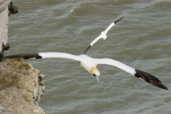 Gannet1IMG_9144