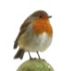 Robin on a gatepost