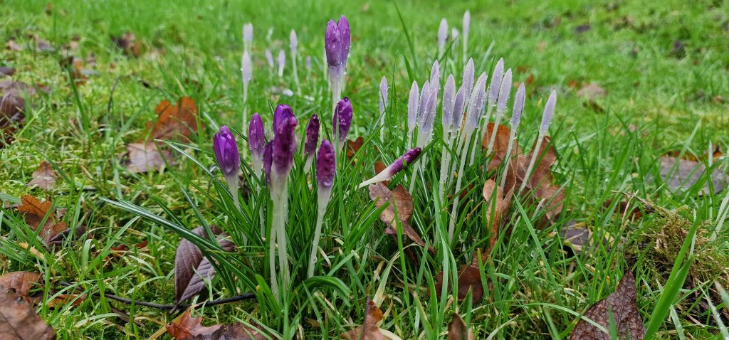 Spring Crocuses