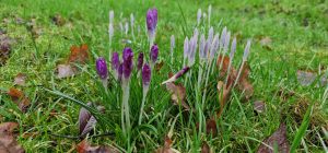 Spring Crocuses