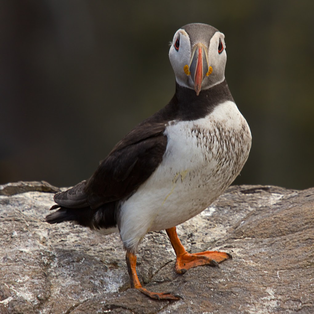 Muddy puffin standing on rocks