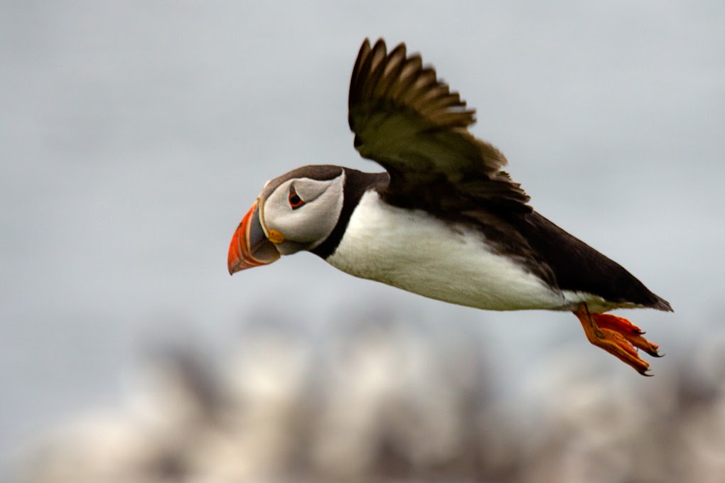 Flying Puffin