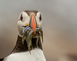 Puffin with a beakful of Sand Eels
