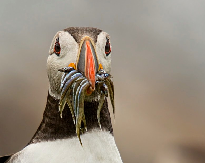 Puffin with a beakful of Sand Eels