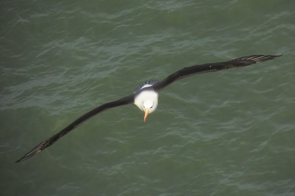 Albie the Black Browed Albatross
