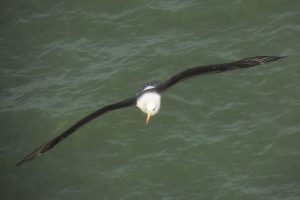 Albie the Black Browed Albatross