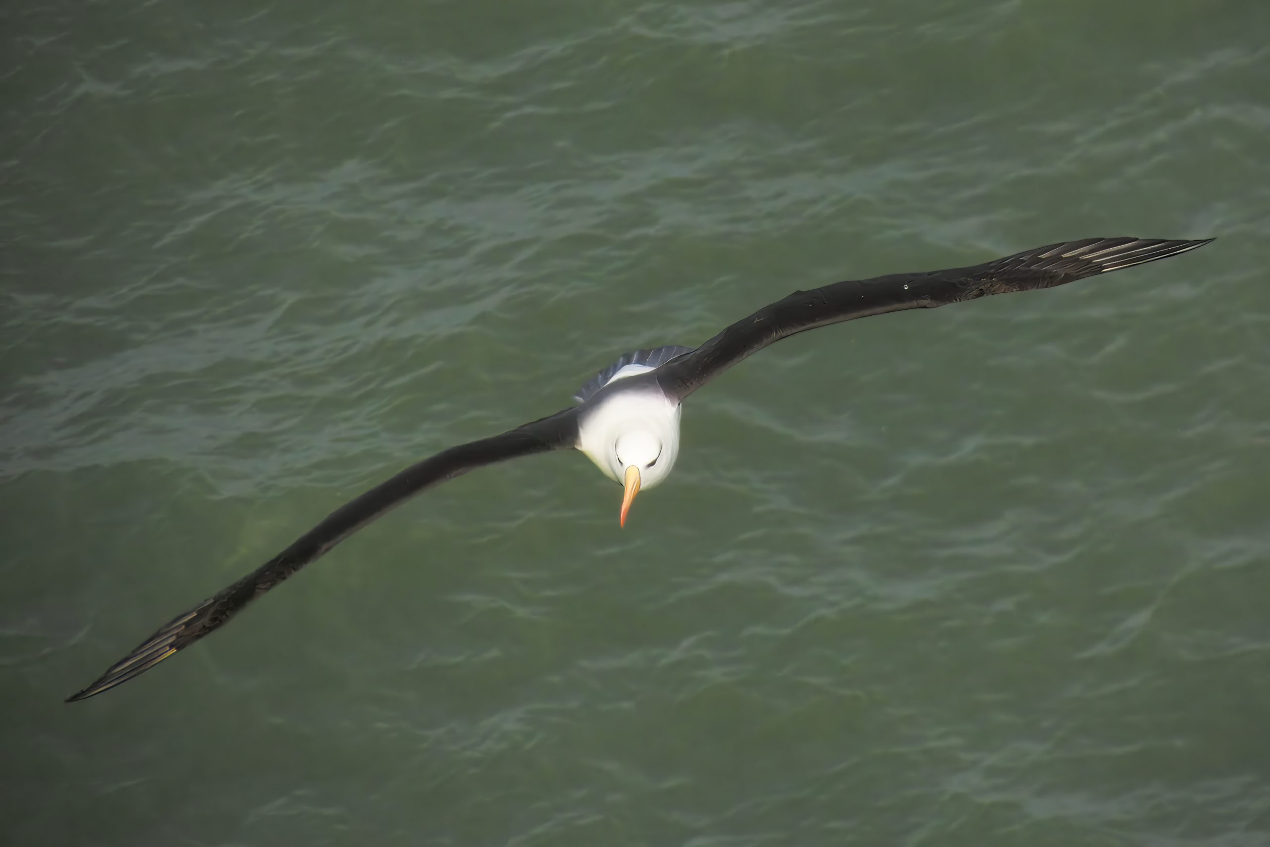 An Albatross in North Yorkshire