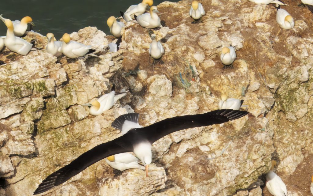 Albie flying over the Gannet colony at Bempton Cliffs