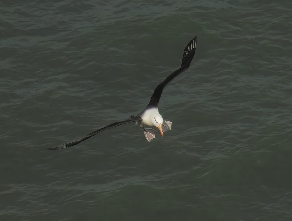 Albie the Albatross manouvres off the cliffs at Bempton