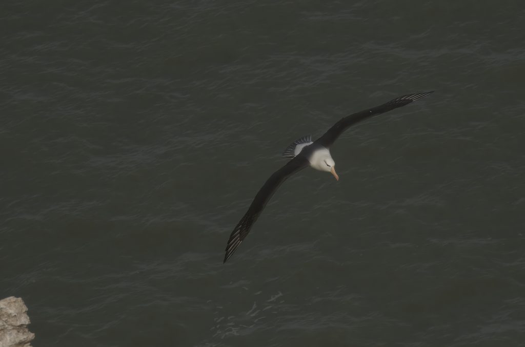 Albie the Albatross in flight near Bempton