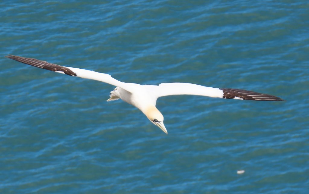 Gennet in flight over the sea.