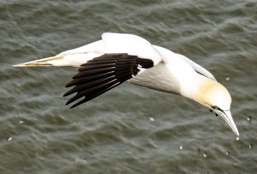 Gennet in flight, Bempton UK
