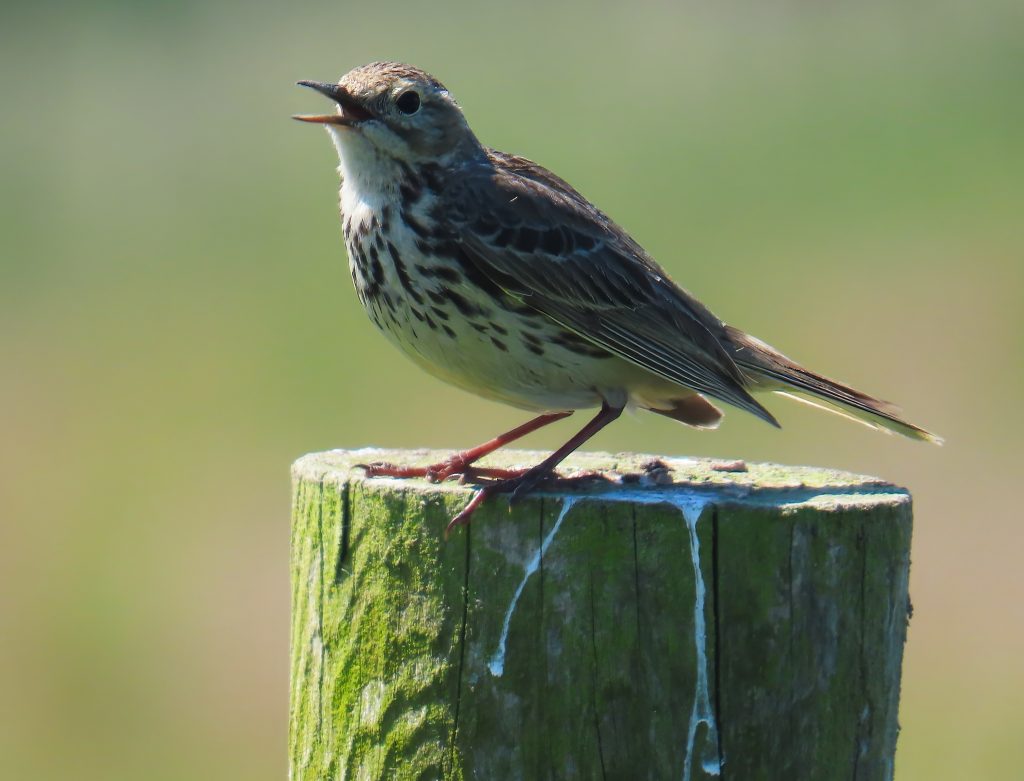 Meadow Pipit on a post