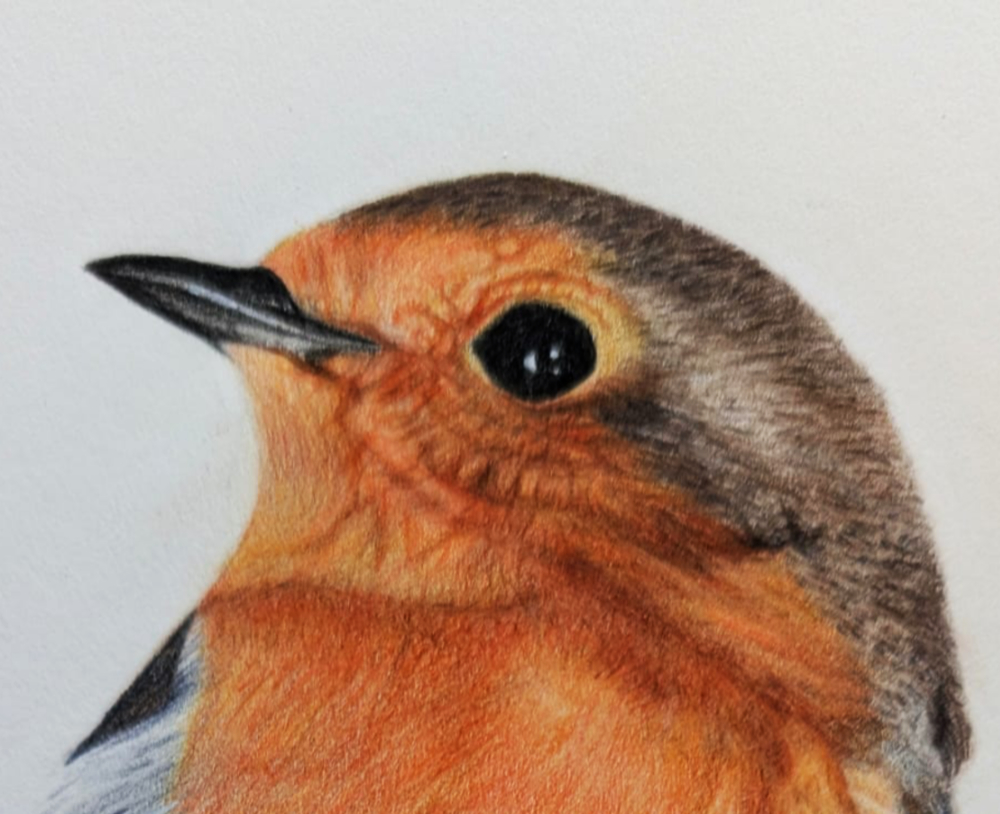 Part of an illustration of a robin by Tim Mason