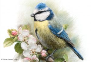 Pencil drawing of a blue tit
