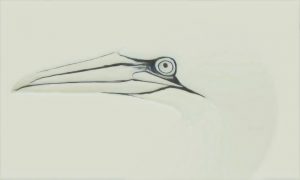 High Key Pencil sketch of a Gennet