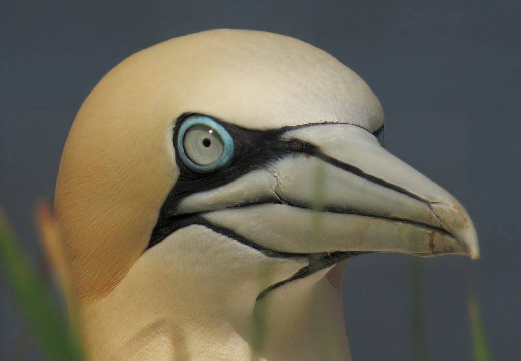 Close up of the head of a gannet.