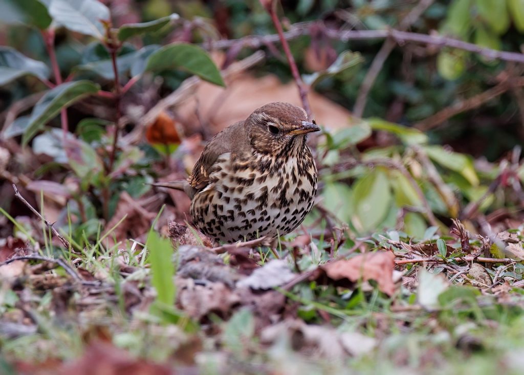 Song Thrush