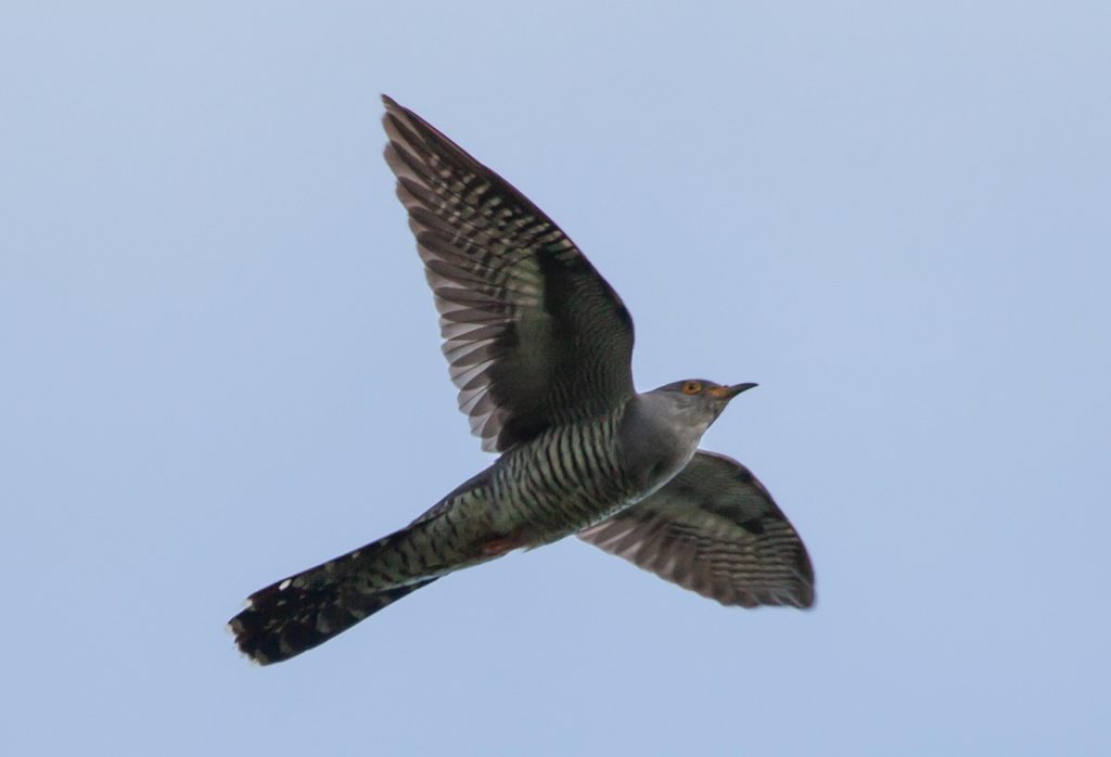 A flying cuckoo