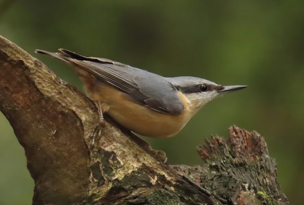 Nuthatch
