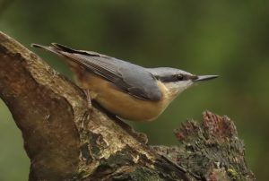 Nuthatch