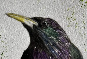 Detail of a Starling by Adele Croxall Ellis
