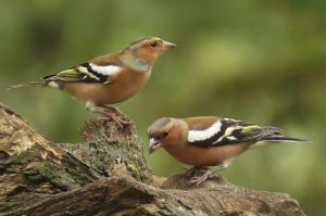 A pair of chaffinches on a branch.