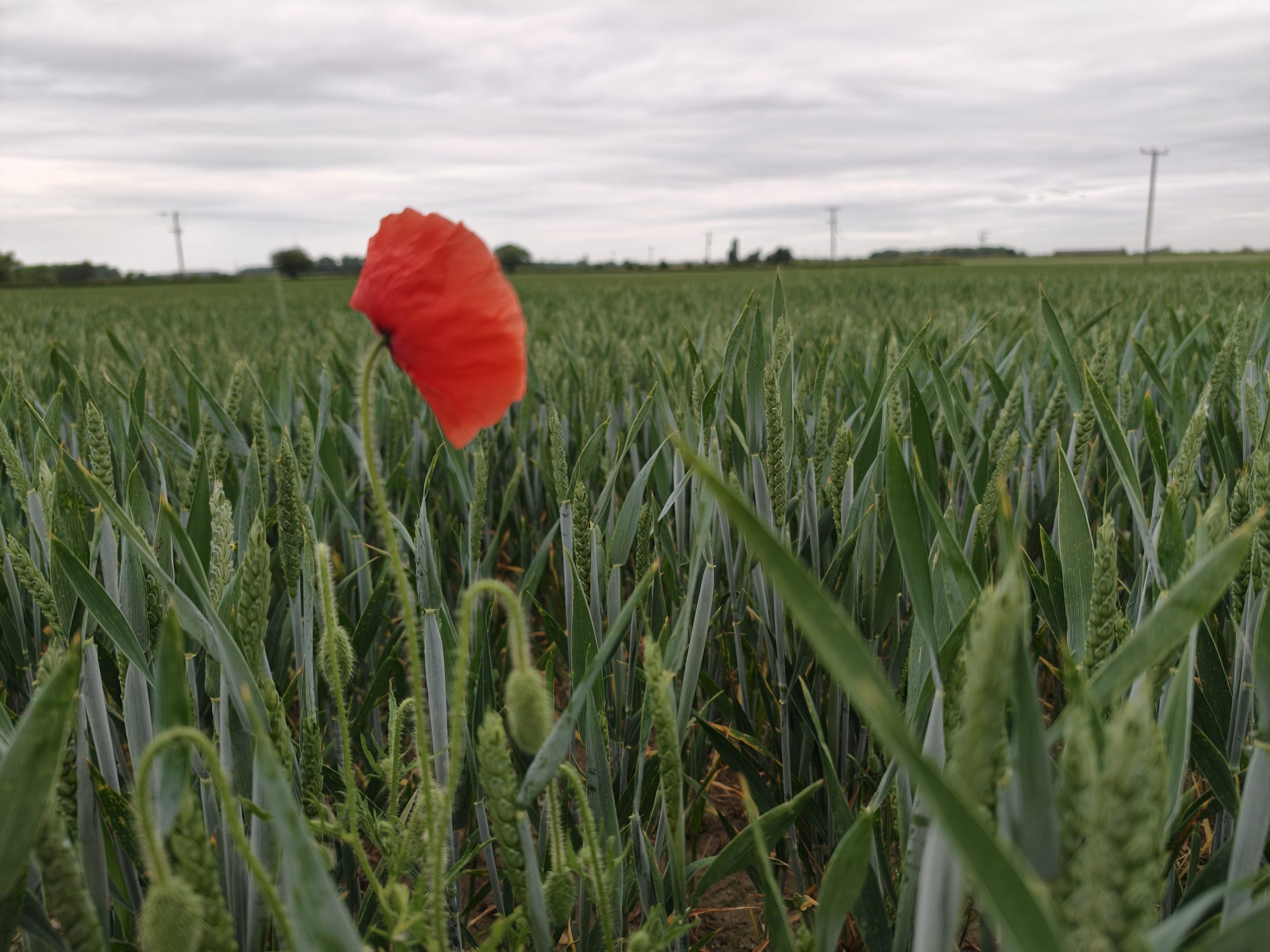 A single poppy in an otherwise sterile wheatfield