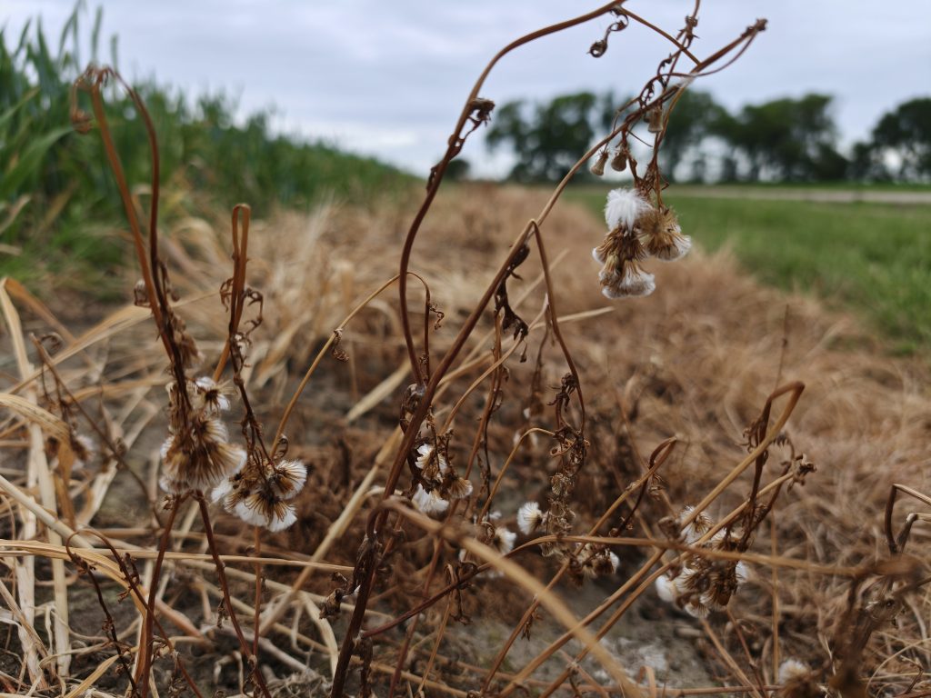 A barren field edge
