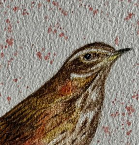 Detail of a watercolour of a Redwing