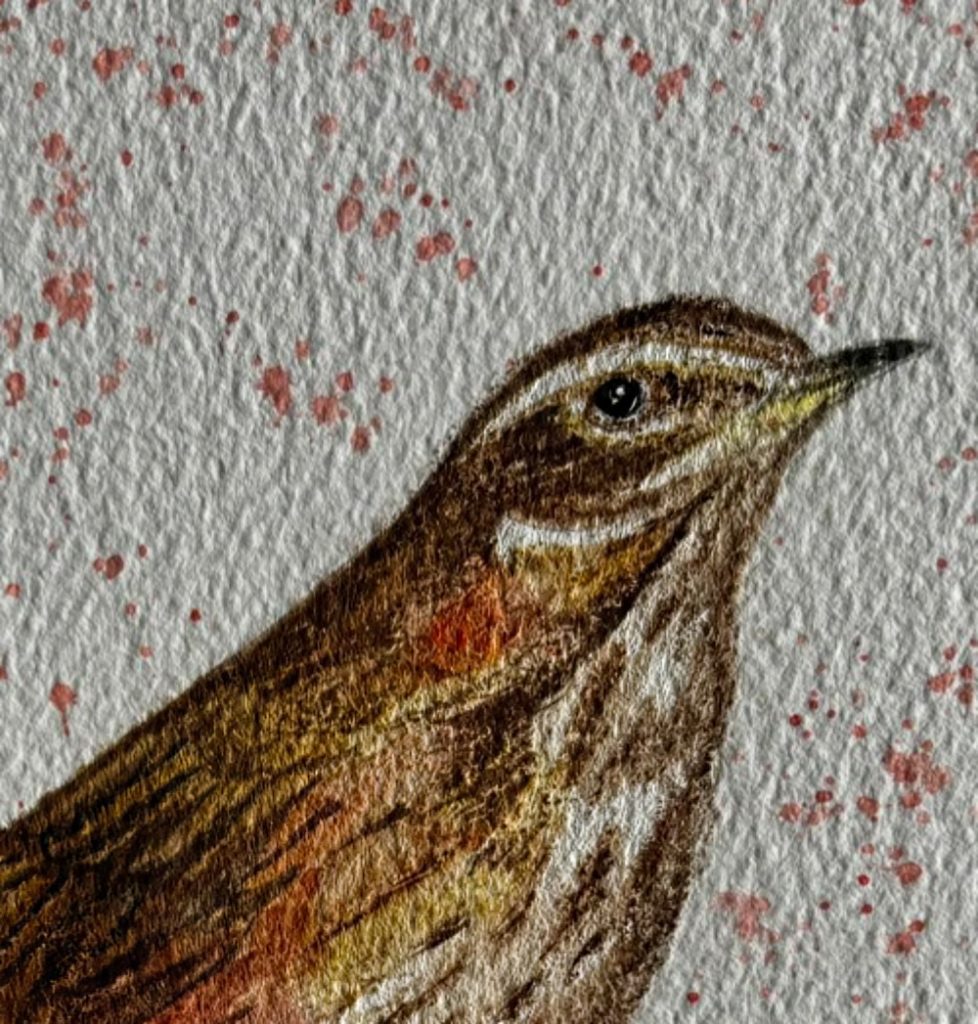 Detail of a watercolour of a Redwing